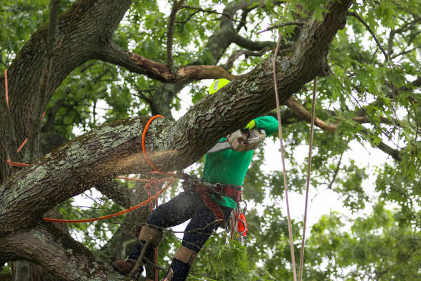 Lawn Watering Services in Taft, TX